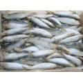 all types of price sea frozen fish seafood with bqf freezing process sardine